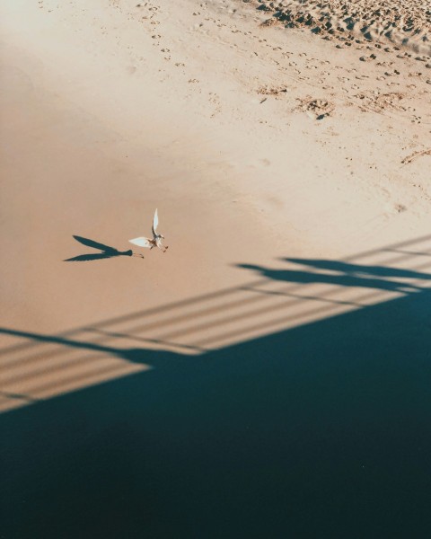 a bird standing on a beach next to the ocean