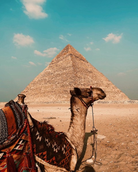 a camel sitting in front of a pyramid