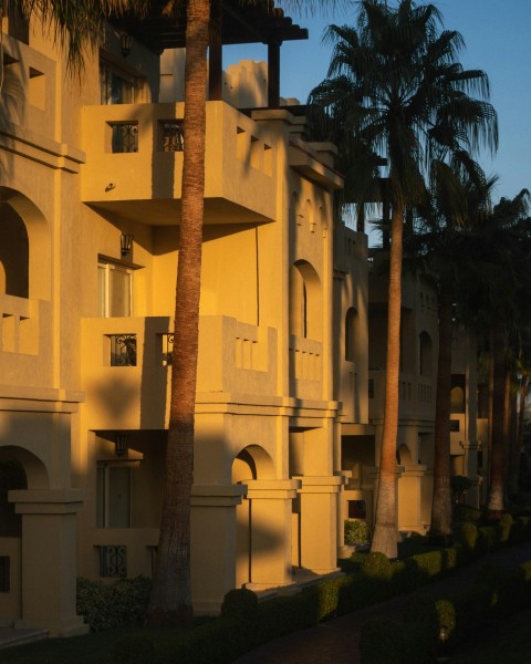 a row of palm trees in front of a building