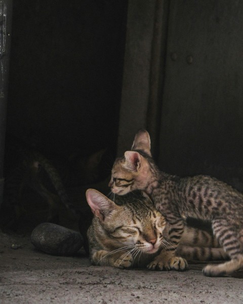 a couple of cats laying next to each other