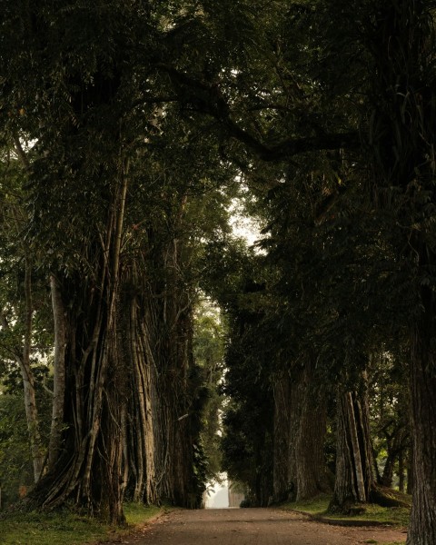 a dirt road surrounded by trees and grass