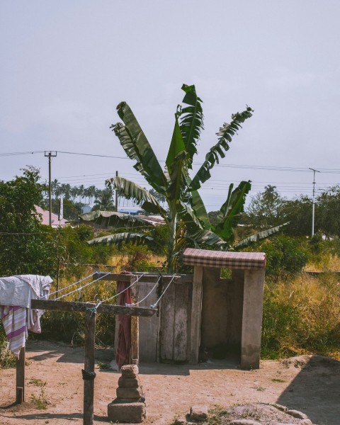 a banana tree in front of a small shack