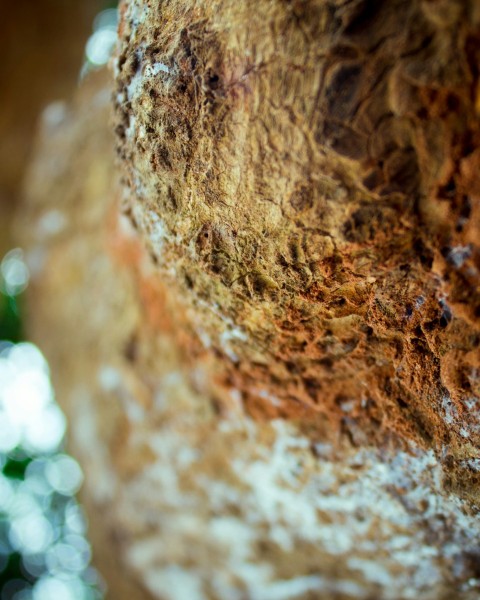 a close up of a rock with a tree in the background