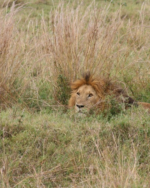 lion lying on brown grass field during daytime