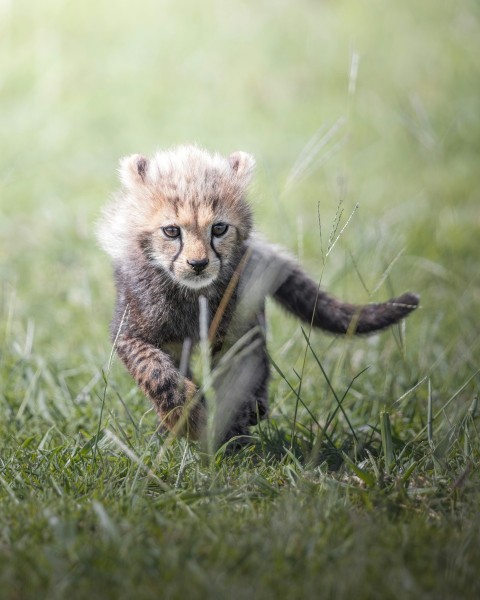 a lion cub in the grass fHHzn65Fg