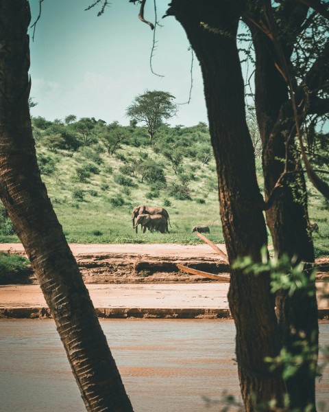 two elephant in a field during dayitme _sJ0CvW