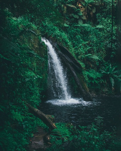 a waterfall in a forest