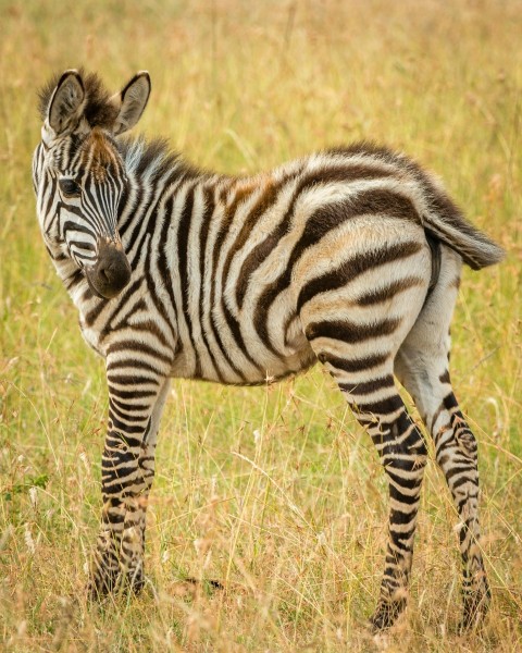 zebra macro photography