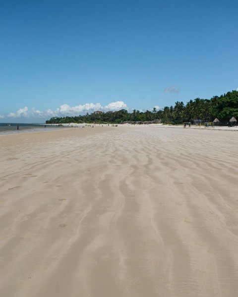 a sandy beach with trees in the background