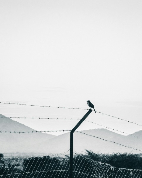 black bird on black metal bar during daytime RT