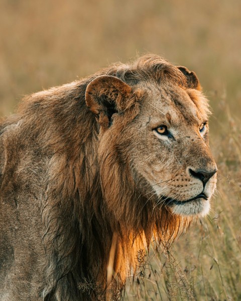 a close up of a lion in a field of tall grass