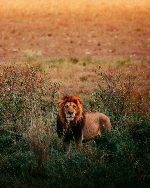 a lion standing in the middle of a field