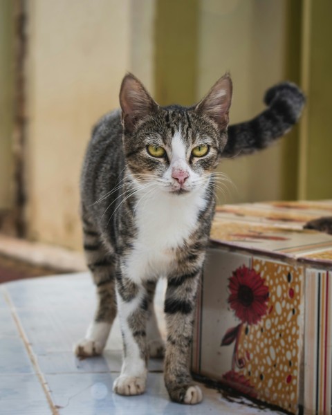 a cat standing on top of a table next to a box