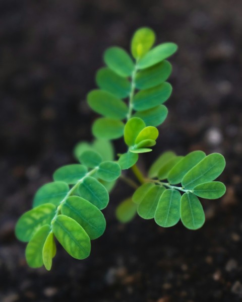 a close up of a plant with green leaves