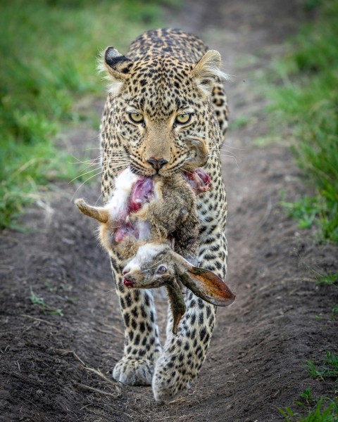 leopard on black soil during daytime