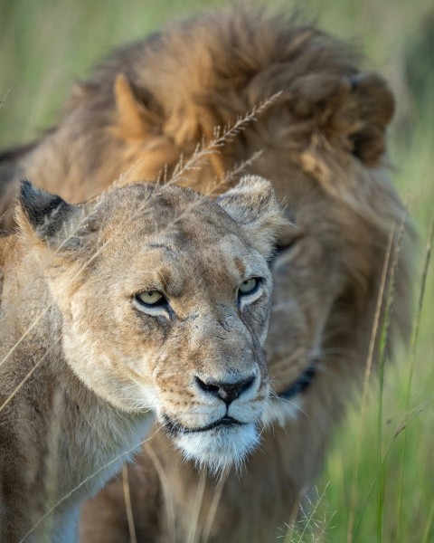 brown lion lying on green grass during daytime