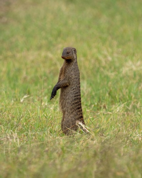 a small brown animal standing on its hind legs