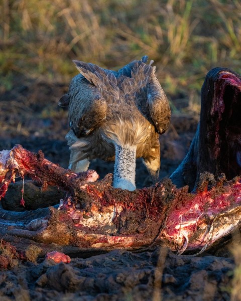 a bird is eating a dead animal in the dirt