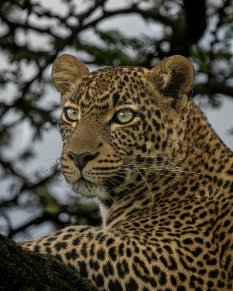 brown and black leopard in close up photography