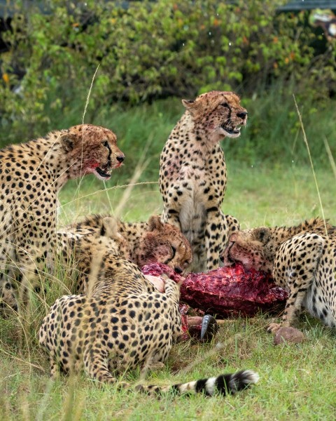 cheetah and cheetah on green grass during daytime