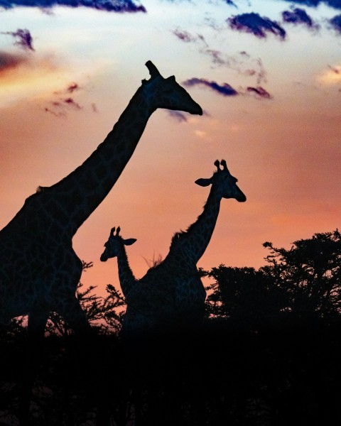 giraffes standing in front of a sunset YZNV