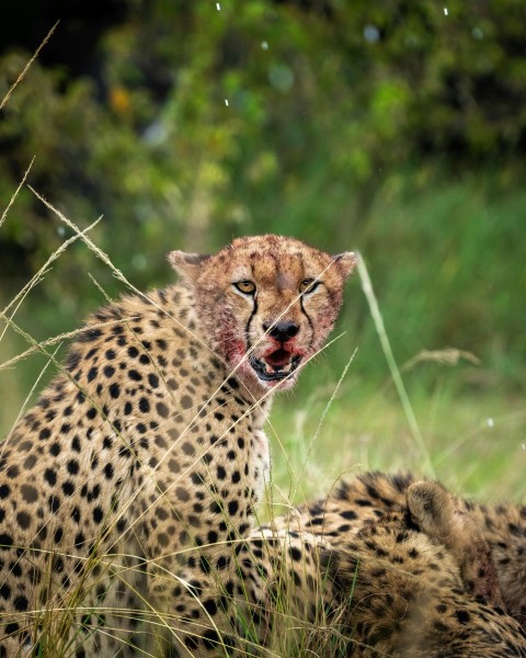 cheetah on green grass during daytime