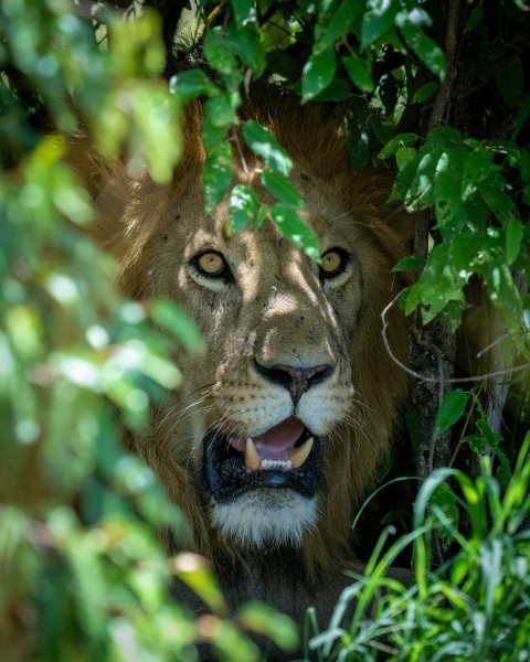 lion in green grass field during daytime