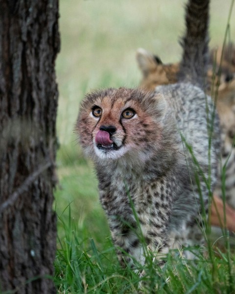 a baby cheetah is sticking its tongue out HOK1J