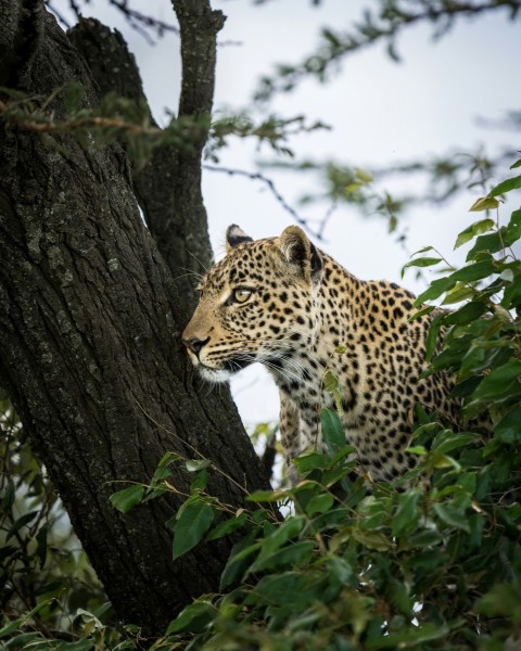 leopard on tree during daytime