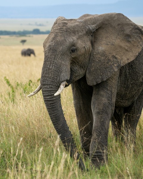 an elephant with tusks standing in a grassy field