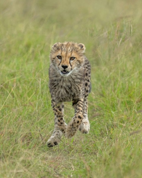 a cheetah cub running through a grassy field