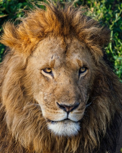 a lion with a bushy mane