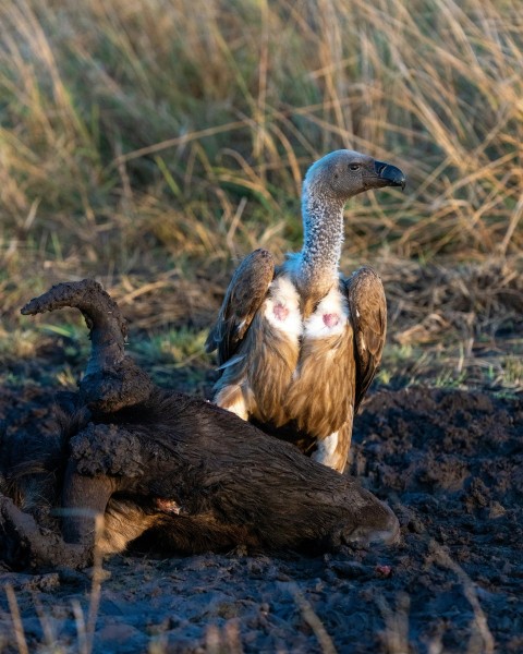 a large bird sitting on top of a dead animal BJ