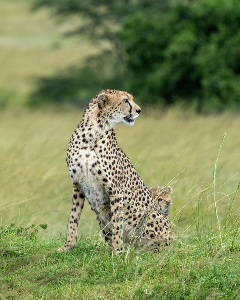 cheetah on green grass field during daytime oiQ6