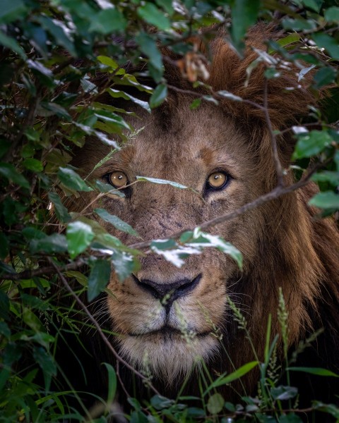 a close up of a lion in a tree