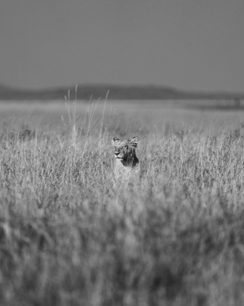 a black and white photo of a giraffe in a field