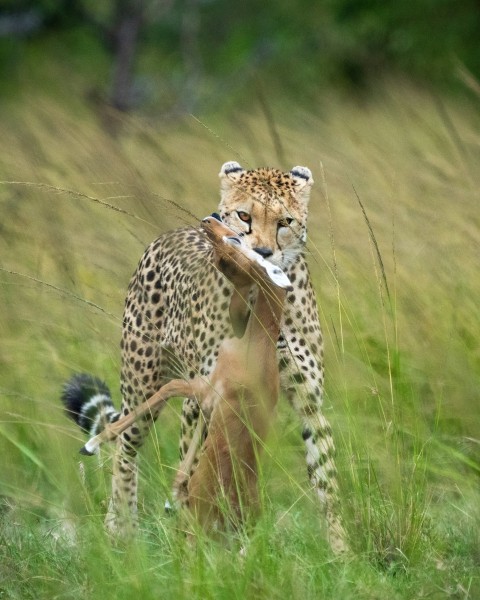 cheetah on green grass during daytime JM