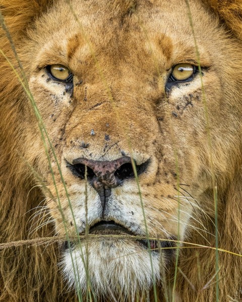 brown lion in close up photography