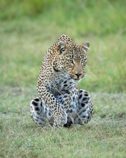 a leopard sitting on the ground in the grass