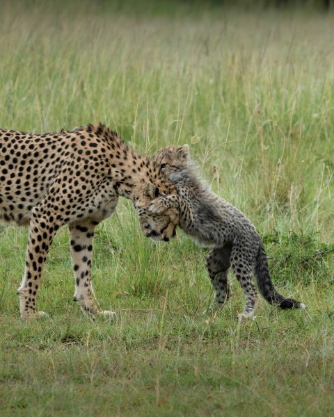 a mother cheetah and her baby in a grassy field