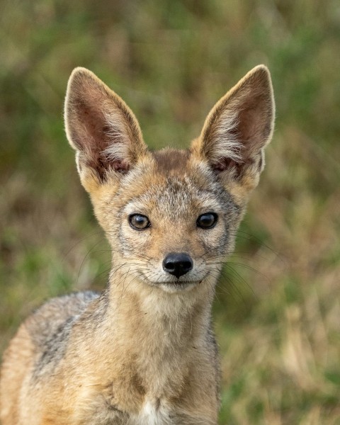 a small brown and black animal standing in a field