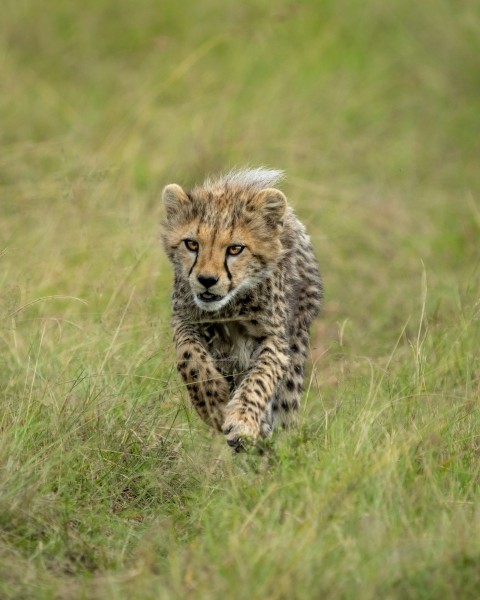 a cheetah cub running through a grassy field LN