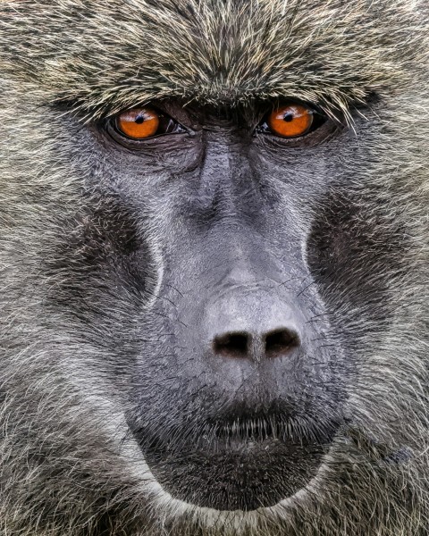 a close up of a monkey with orange eyes