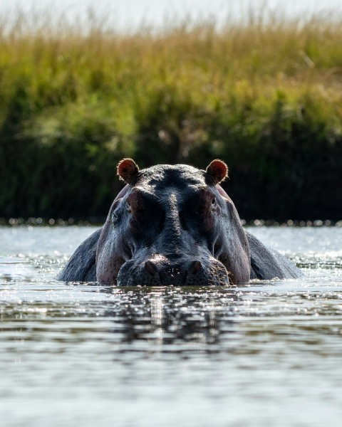 a hippopotamus submerged in a body of water