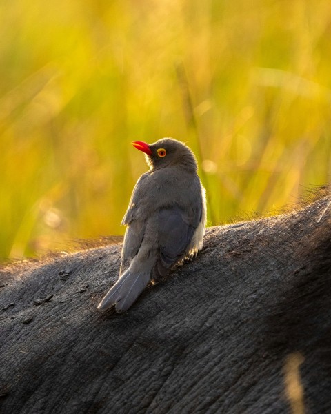 a small bird sitting on top of a tree trunk