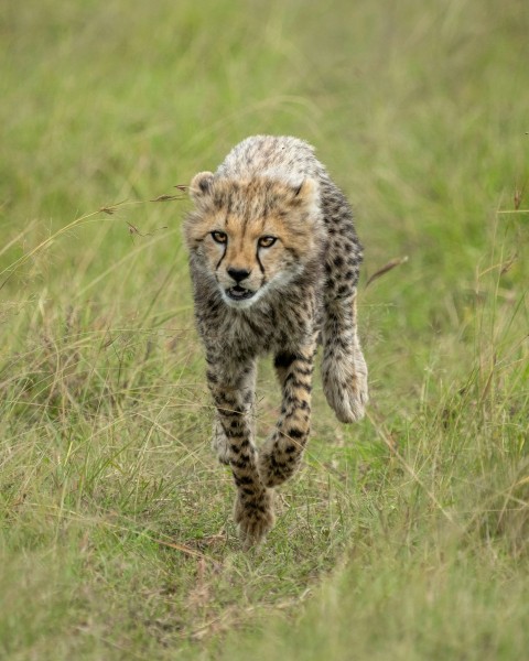 a cheetah cub running through a grassy field