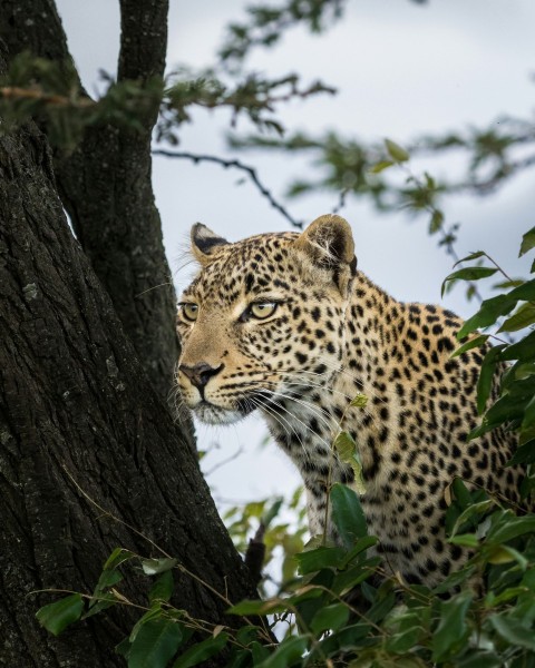 a leopard standing in a tree looking at the camera