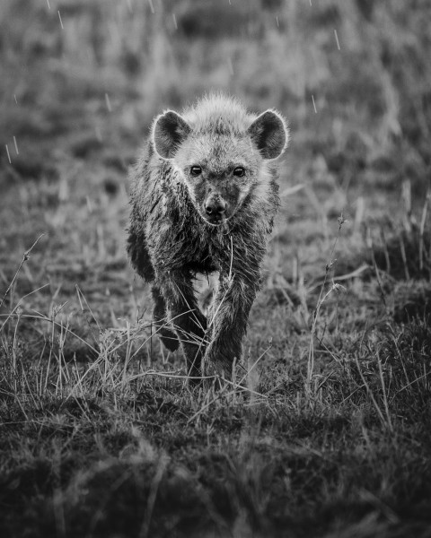 grayscale photo of a bear on grass field