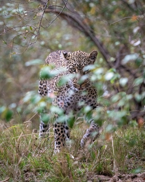 a couple of animals that are walking in the grass