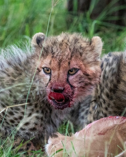 cheetah on green grass during daytime